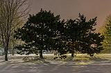 Pines At Night_34210-2